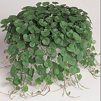 Дихондра Изумрудный водопад / укор.черенок
