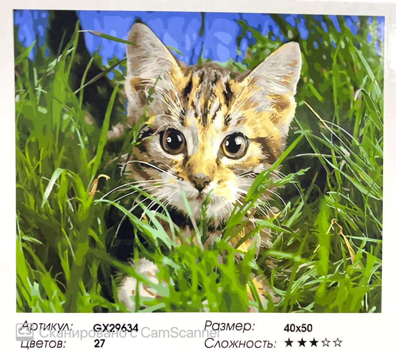 Картина по номерам " Котик " 50*40см