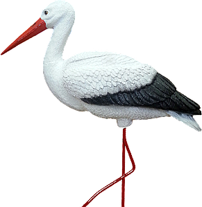 Үлкен клиторлары бар BBWs