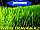 Семена газонной травы JOHNSONS SHADY PLACE 1 кг, фото 10