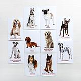 Обучающие карточки по методике Г. Домана «Собаки», 10 карт, А6, фото 4
