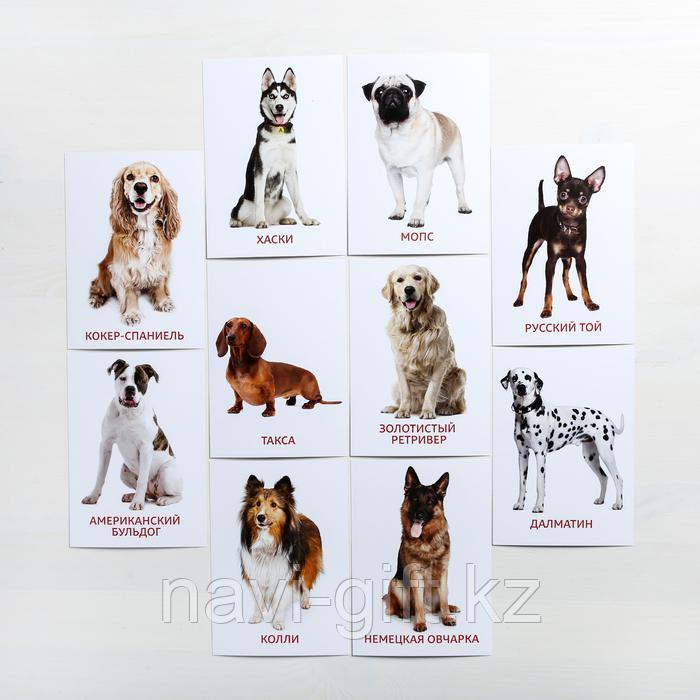 Обучающие карточки по методике Г. Домана «Собаки», 10 карт, А6 - фото 4 - id-p86415346