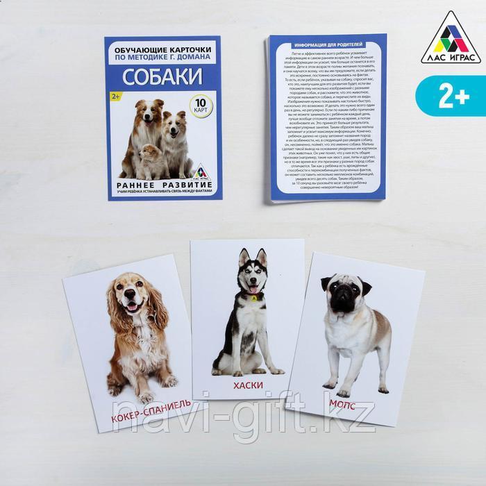 Обучающие карточки по методике Г. Домана «Собаки», 10 карт, А6 - фото 1 - id-p86415346