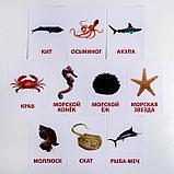 Обучающие карточки по методике Г. Домана «Морские обитатели», 10 карт, А6, фото 5