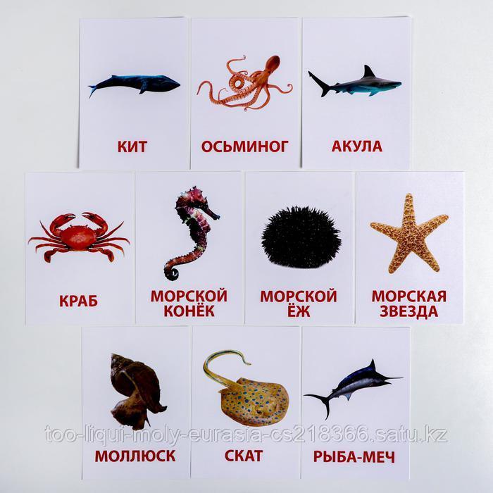 Обучающие карточки по методике Г. Домана «Морские обитатели», 10 карт, А6 - фото 5 - id-p86417878