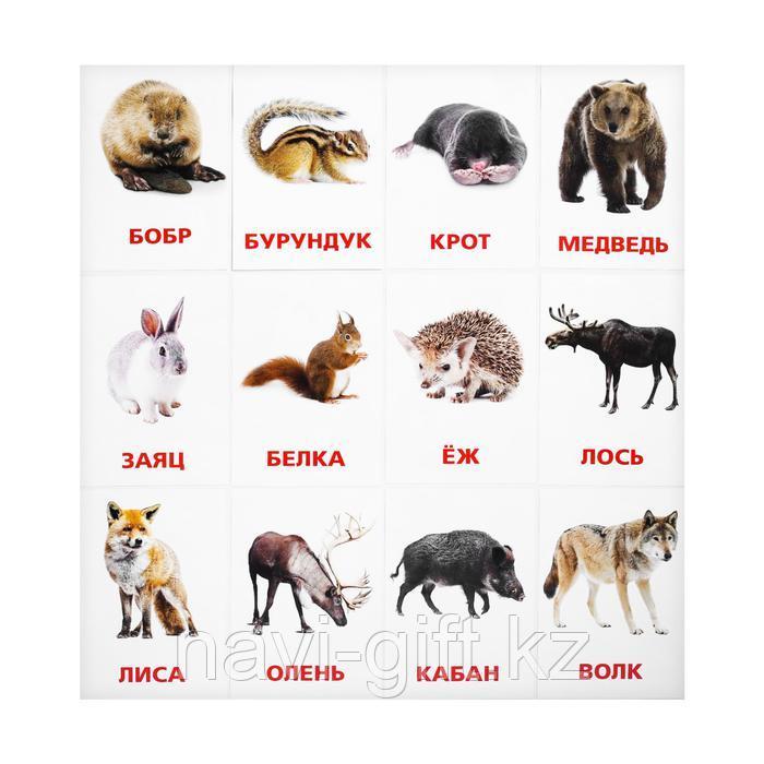Обучающие карточки по методике Г. Домана «Дикие животные», 12 карт, А6 - фото 2 - id-p86421786