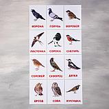 Обучающие карточки по методике Г. Домана «Птицы России», 12 карт, А6, фото 2