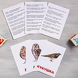 Обучающие карточки по методике Г. Домана «Птицы России», 12 карт, А6, фото 3