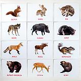 Обучающие карточки по методике Глена Домана «Дикие животные», 12 карт, А5, фото 2