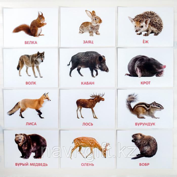 Обучающие карточки по методике Глена Домана «Дикие животные», 12 карт, А5 - фото 2 - id-p86422104