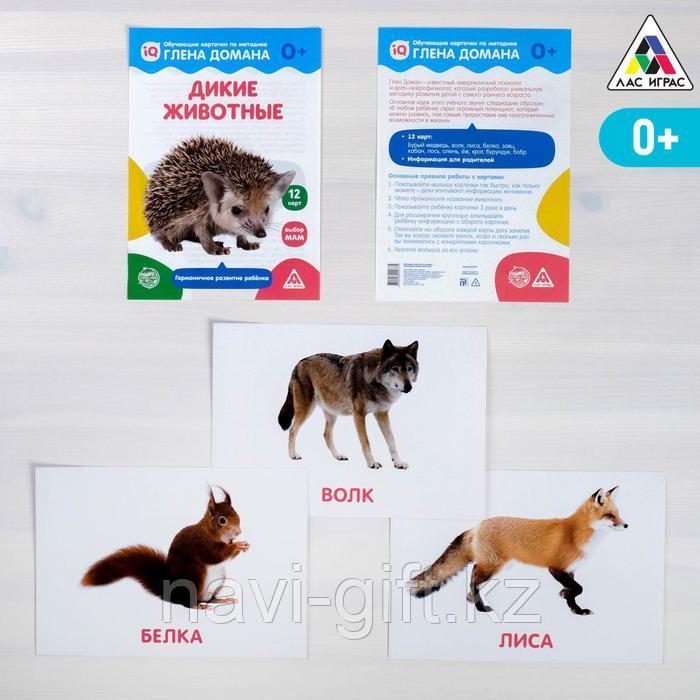 Обучающие карточки по методике Глена Домана «Дикие животные», 12 карт, А5 - фото 1 - id-p86422104