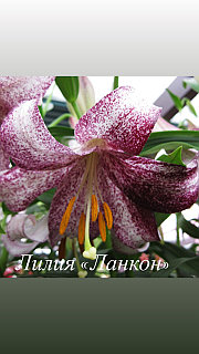 Медуза порно фильмі