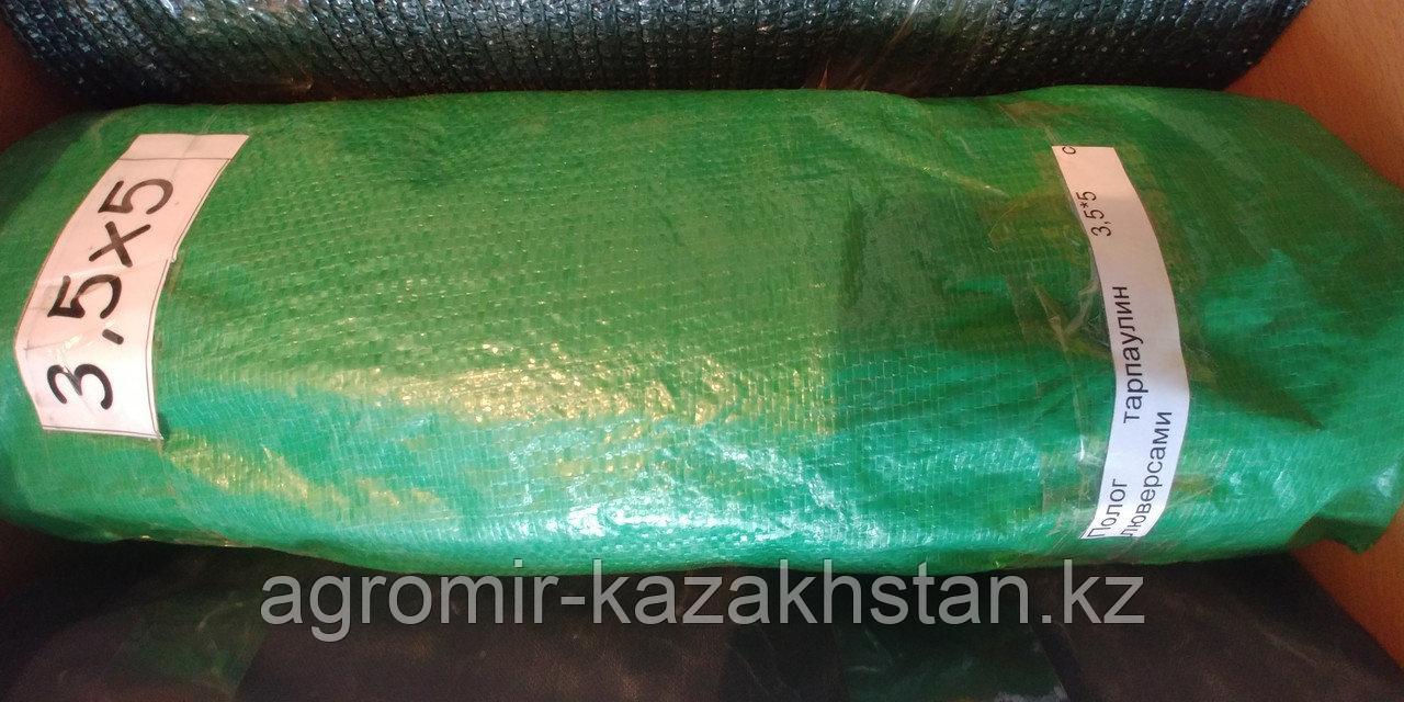 Бұқалардың жыныс мүшесі