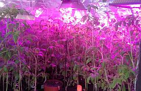 Фитосветильник красно-синий для теплиц, гроубоксов, оранжерей