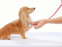 Кардиологический скрининг (консультация кардиолога, ЭХО КГ, рентгенография грудной клетк