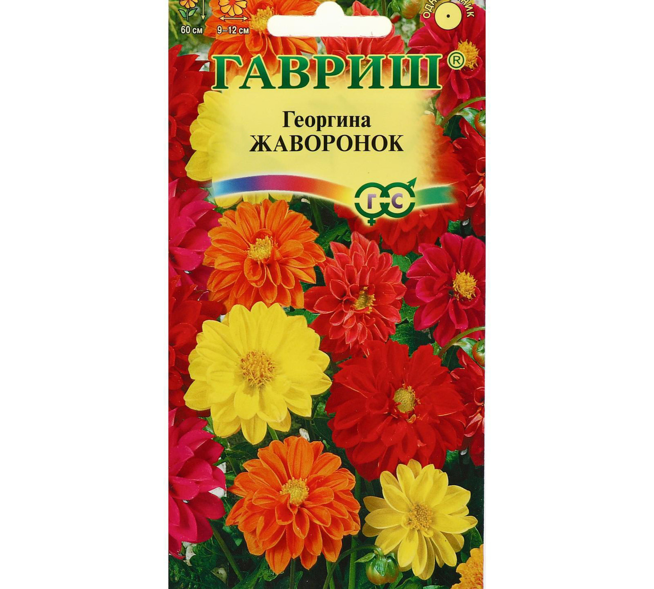 Георгина Жаворонок