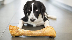 Можно ли собакам давать кости?