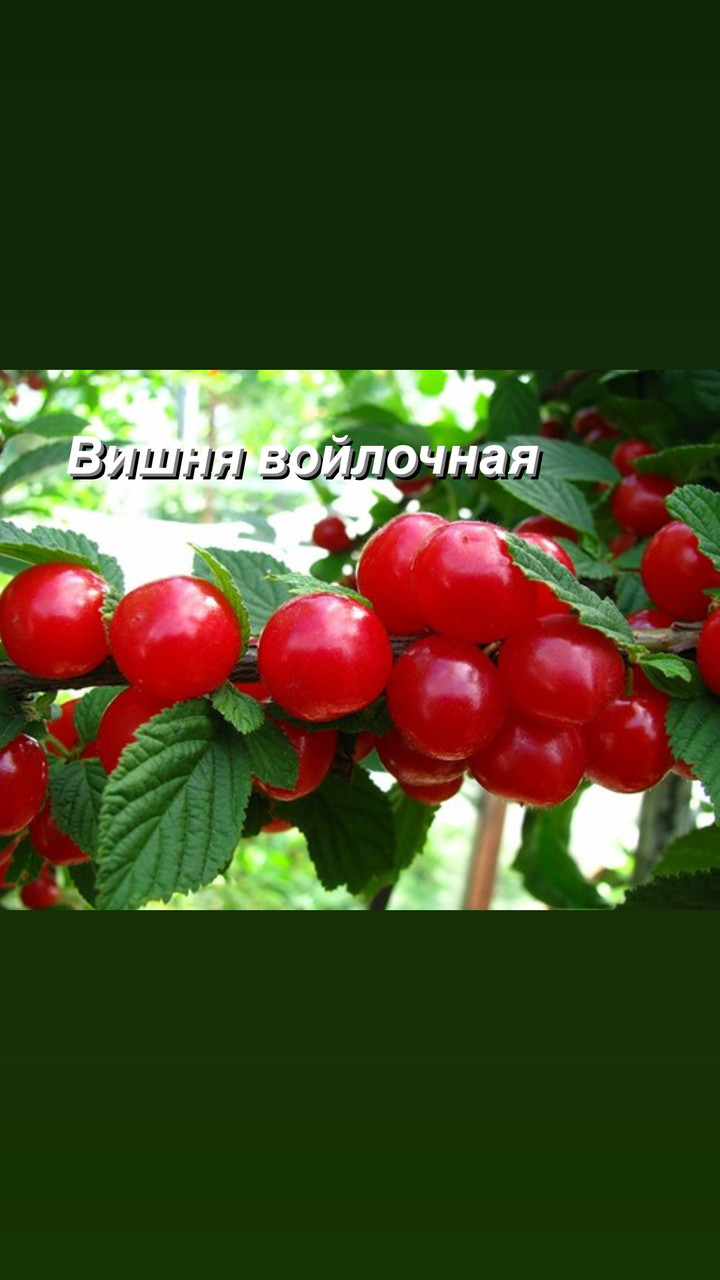 Вишня войлочная Лето - фото 1 - id-p87108367