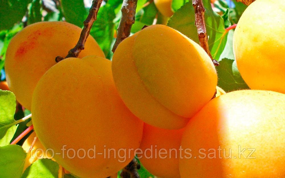 абрикос шедевр описание сорта. абрикос шедевр описание сорта. гиф абрикос краснощекий.