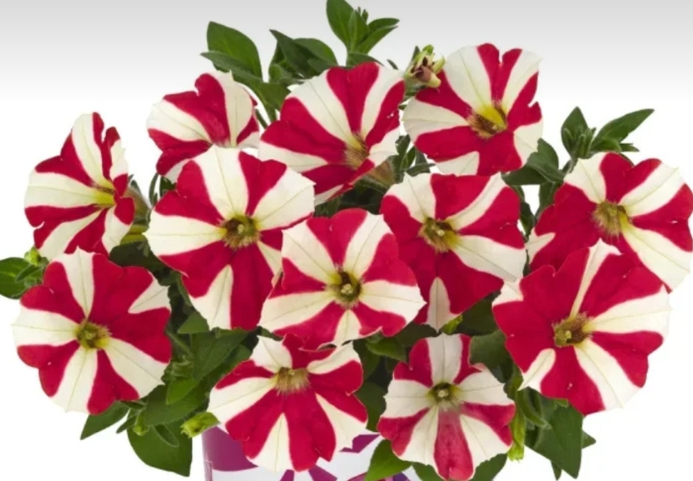Peppy Strawberry № 561 / подрощенное растение