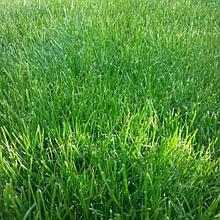 Газонная трава, сидераты