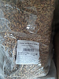 Солод пшеничный 1 кг (миним заказ 25кг), фото 3