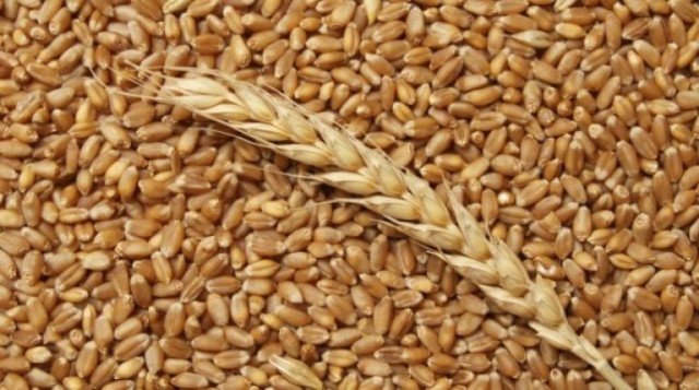 Семена Пшеницы Яровой