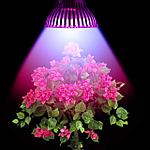 Фитолампы (ультрафиолетовые лампы для растений)