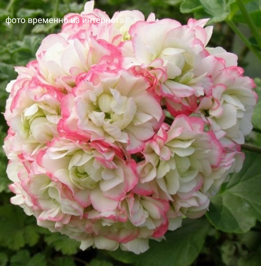 Grandeur Deco Apple Blossom