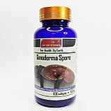 Ганодерма Линчжи Ganoderma Spore 100 капсул 500 мг. Natures Origin, фото 5