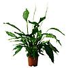 SPATHIPHYLLUM СПАТИФИЛЛУМ Растение в горшке, Спатифиллум, 24 см