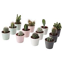 CACTACEAE КАКТУС Комнтн раст в горшке, кактус/различные растения,