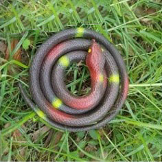 Резиновая змея игрушка антистресс темная - фото 7 - id-p87957227