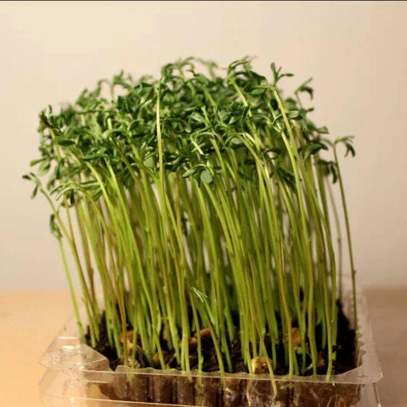 Пророщенные семена чечевицы пророщенные семена чечевицы. Микрозелень чечевица. Пророщенная микрозелень. Микрозелень чечевицы. Микрозелень кинза.