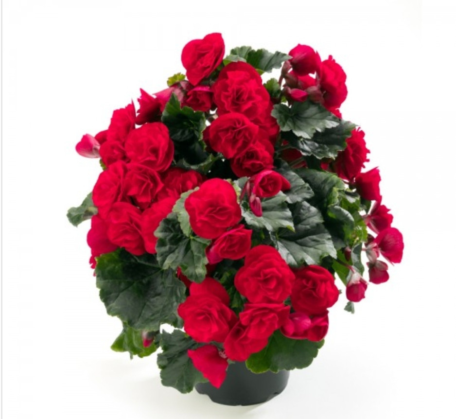 Elatior Carmen Red  №344/подрощенное растение
