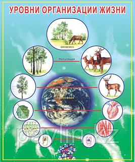 Бір-бірінің соратын лесбиянки порно видео 40 жастан асқан әйелдердің аналарымен жыныстық қатынас
