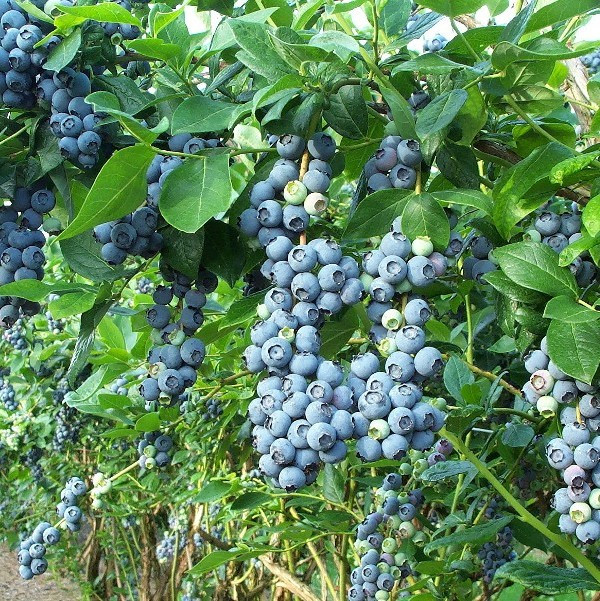 Голубика "Блюкроп", С3, фото 1