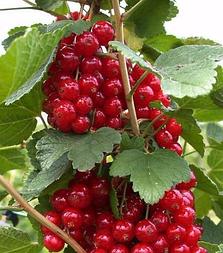 Смородина "Роднеус"