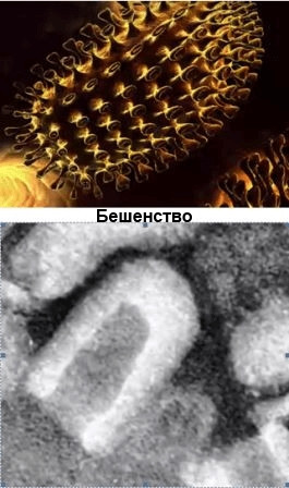 Как выглядит простуда под микроскопом. Смотреть фото Как выглядит простуда под микроскопом. Смотреть картинку Как выглядит простуда под микроскопом. Картинка про Как выглядит простуда под микроскопом. Фото Как выглядит простуда под микроскопом