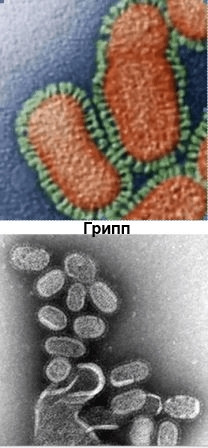 Как выглядит простуда под микроскопом. Смотреть фото Как выглядит простуда под микроскопом. Смотреть картинку Как выглядит простуда под микроскопом. Картинка про Как выглядит простуда под микроскопом. Фото Как выглядит простуда под микроскопом