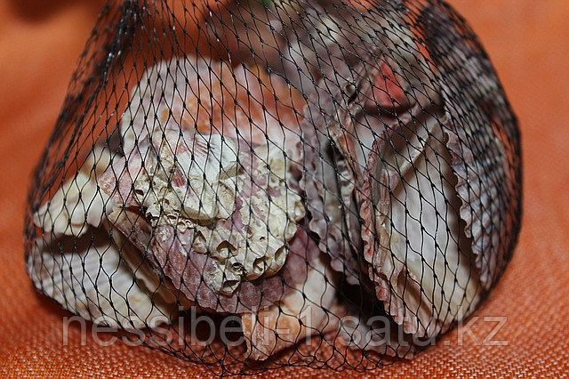 Ракушки морские - фото 1 - id-p413578