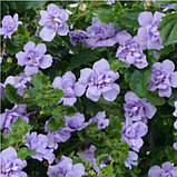 Бакопа Scopia Double Lavender / укор.черенок, фото 3