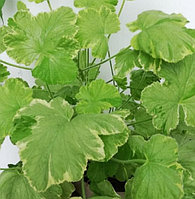 Душистая герань./укорененный черенок