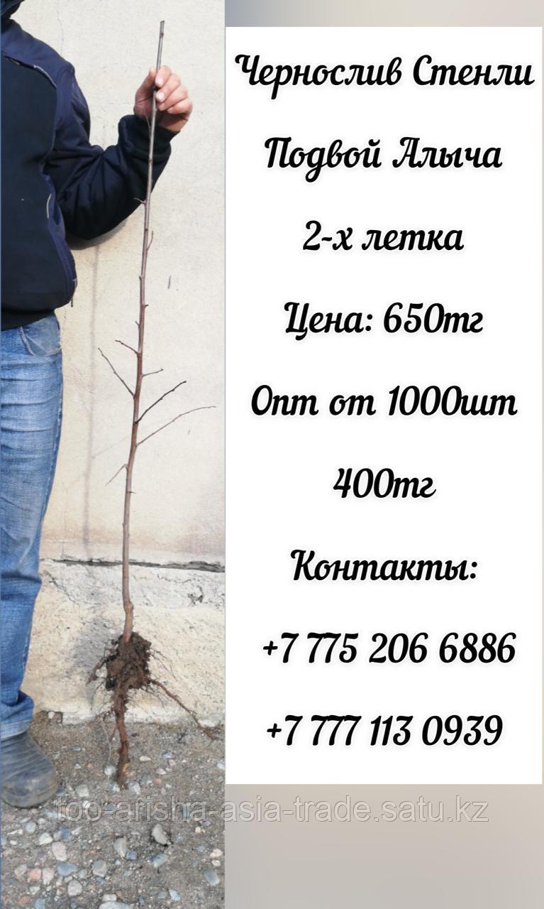 Саженцы чернослив "Стенли".