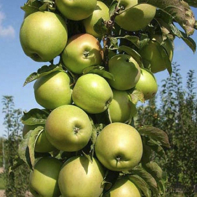 Саженцы яблони колоновидной "Гирлянда"