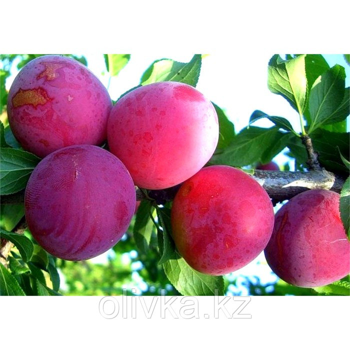 Слива "Аленушка" ОКС (открытый корень), набор 5 шт
