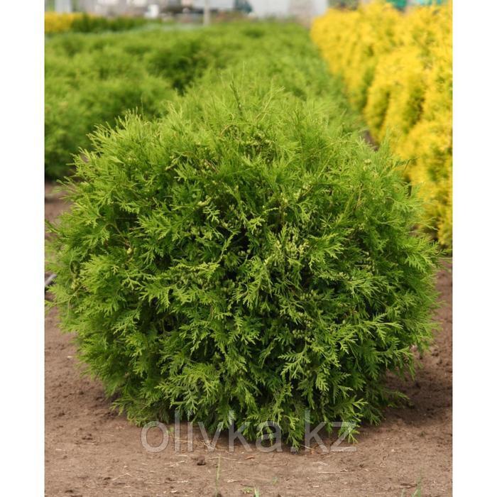 Туя западная woodwardii, Р9 горшок, 10-30 высота, 1 шт