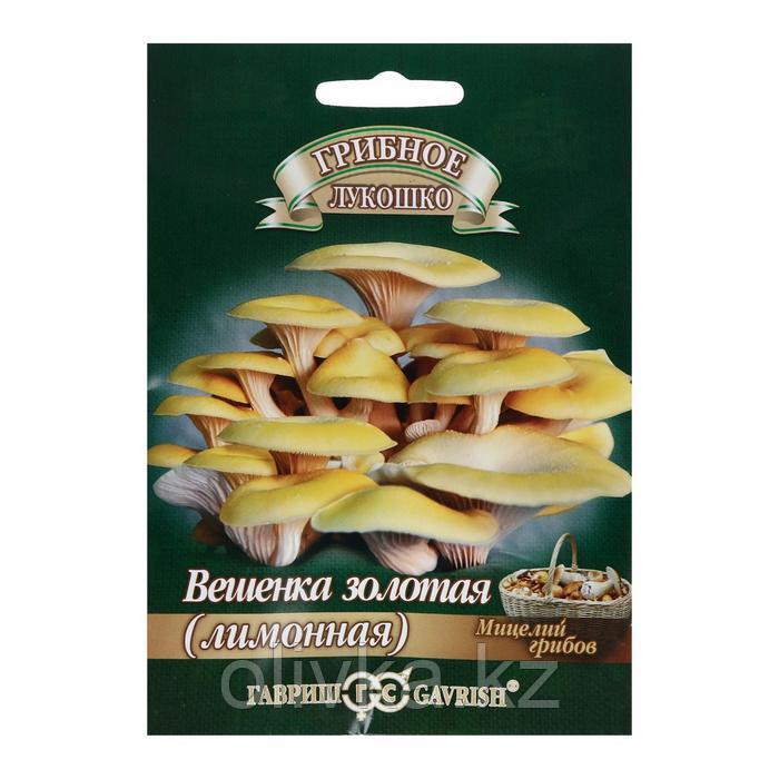 Мицелий на компосте "Вешенка золотая" Лимонная на древесной палочке, 12 шт.