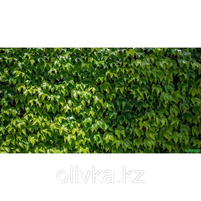 Фотобаннер, 300 × 160 см, с фотопечатью, люверсы шаг 1 м, «Виноградная стена»