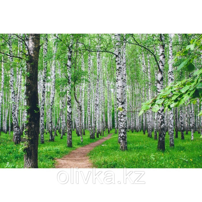 Фотобаннер, 300 × 200 см, с фотопечатью, люверсы шаг 1 м, «Тропинка»